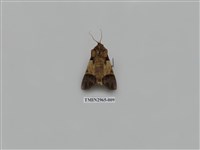 藏品(夜蛾337)的圖片